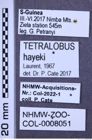 Etiketten zu Tetralobus hayeki (NHMW-ZOO-COL-0008051)